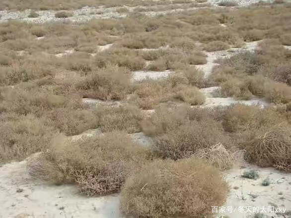 牛肉面的蓬灰是什么做的,兰州牛肉面蓬灰