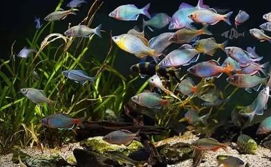 观赏鱼能长期不见鱼吗,观赏鱼直接放缸里会死吗