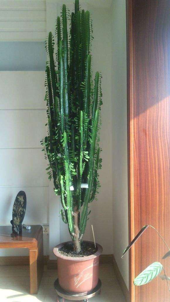 龙骨霸王鞭的功效区别,龙骨花与霸王鞭有什么区别