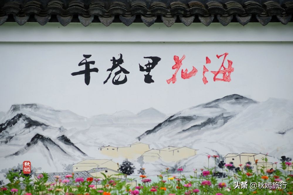 常熟粉黛花海景点,常熟市油菜花田