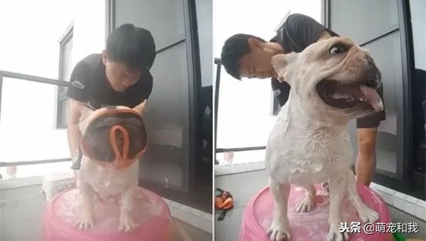 斗牛犬为啥不咬人,斗牛犬怎么不咬人