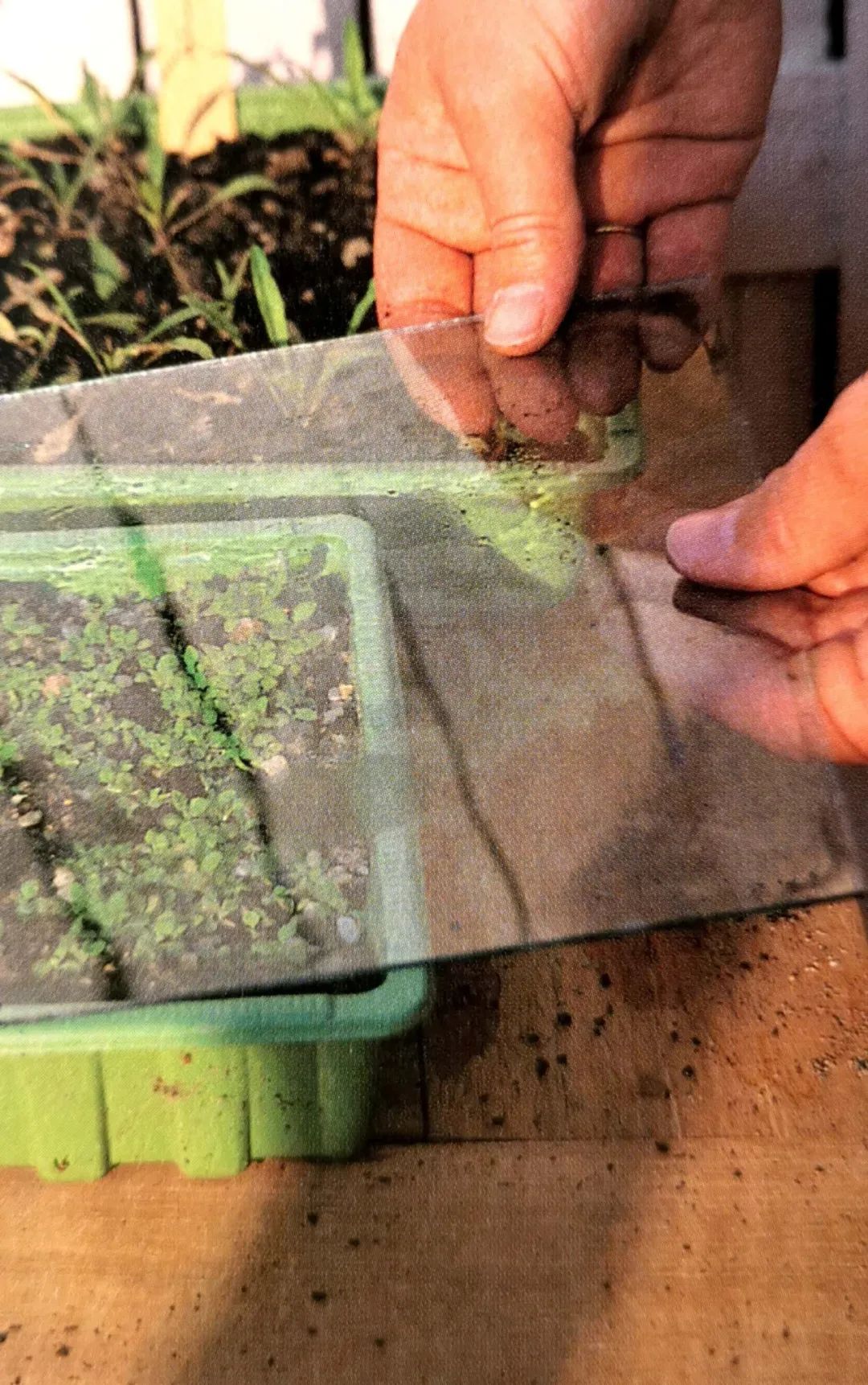 育苗种子如何选种,最简单培育优良的种子