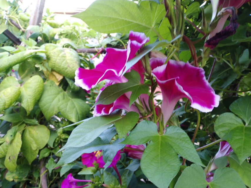 可爱的牵牛花作文400字,可爱的牵牛花的作文300字