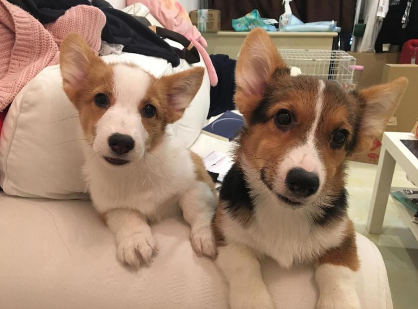 女生养公柯基还是母柯基,女生养柯基还是泰迪