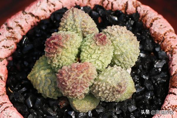 多肉小贵货一览表,水泡系列多肉植物