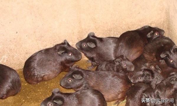 黑豚的成长环境,黑豚适合吃哪些饲料