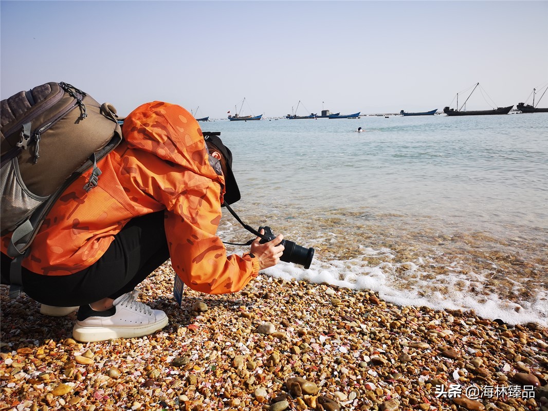 野生海参探店,野生海参采捕视频大全