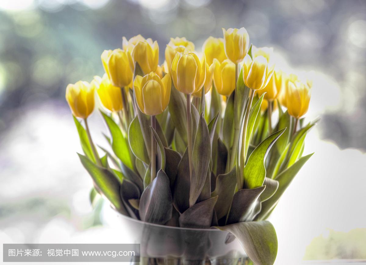 用郁金香表白语录,关于郁金香表白的浪漫句子