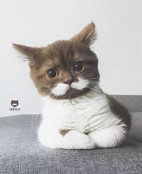 盘点那些姿势优雅的猫,肉感十足的猫是什么猫