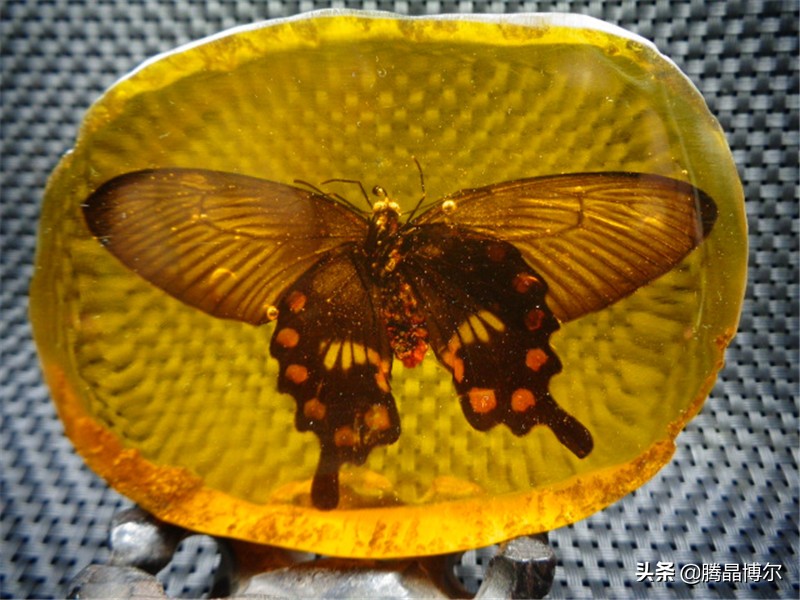 缅甸琥珀木有收藏价值吗,缅甸琥珀棕红有收藏价值吗