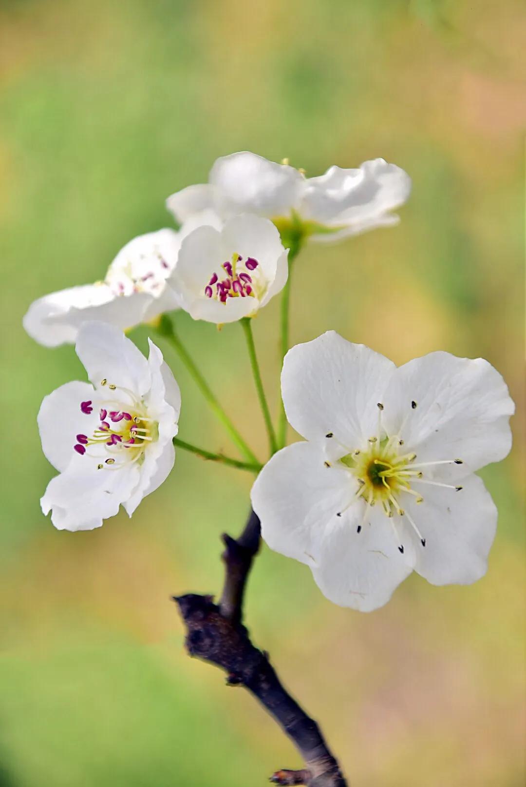 春游梨花林,邂逅三月梨花