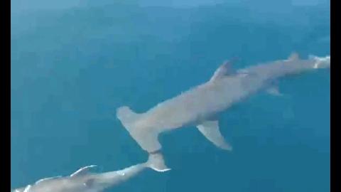 关于动物的10个伪事实你信了吗,关于动物的谣言许多人却深信不疑