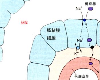一文搞定糖尿病患者,一文解决糖尿病