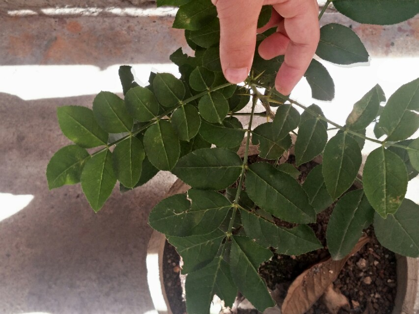 手指头扎刺怎么剔除？别再用针挑，教你一正确去刺不留痕小妙招，