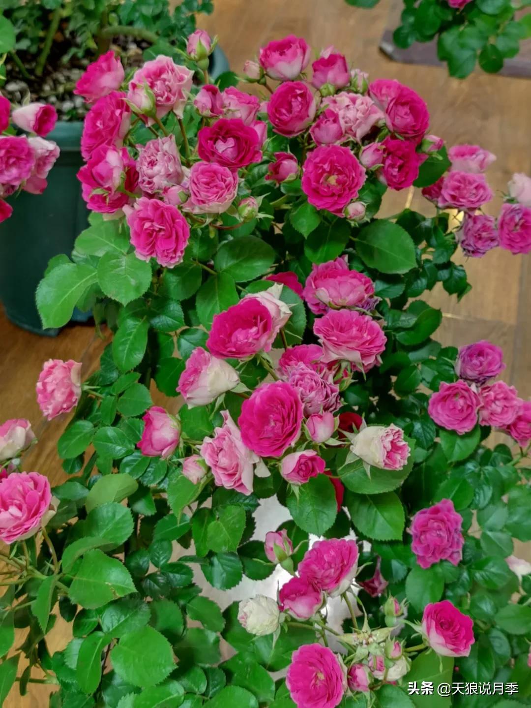 花友家的春花都开爆爆爆了，快来云赏花！（上）