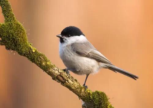 红子雏鸣完整版,红子鸟是雏子好还是枝子好