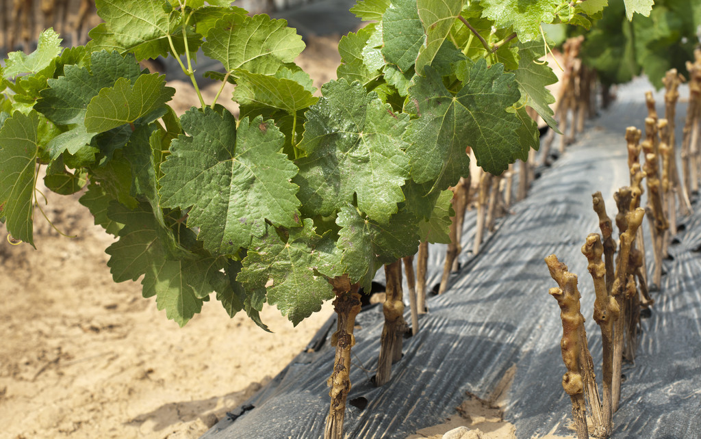 最适合扦插的果树,葡萄树枝条秋天能扦插活吗