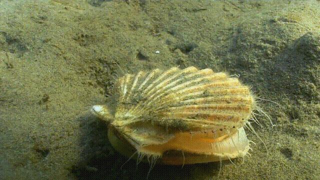 蛏子与小人蚬的区别,贻贝蛤蜊有什么区别