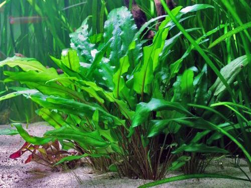 十大阴性水草造景,造景适合用什么水草