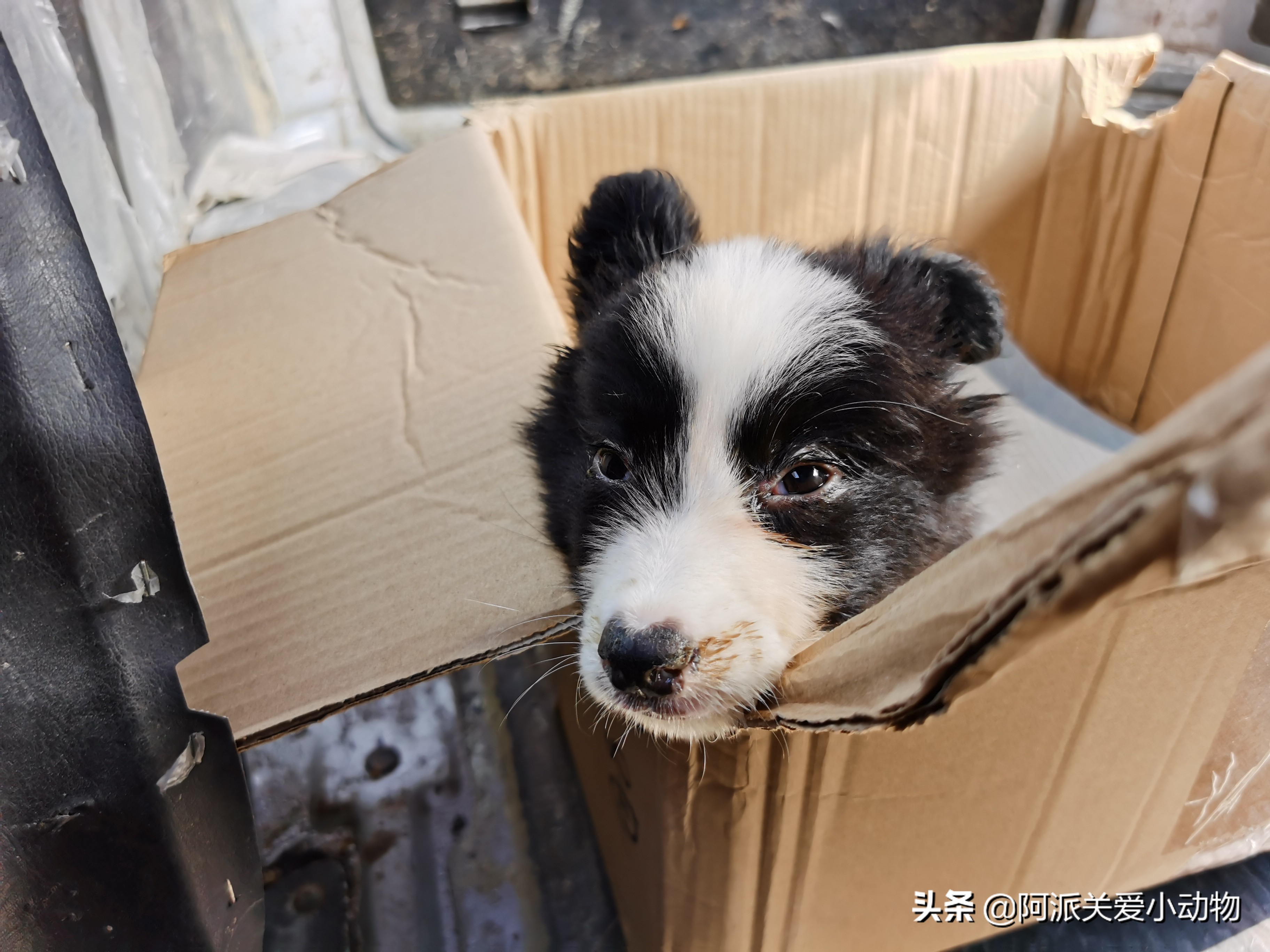 卡布：来自一只三个月大的边境牧羊犬，一封遗留在人间的草稿