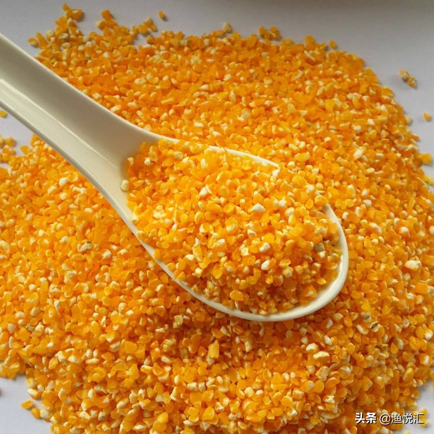 春季钓鲤鱼用纯虫好吗,春季钓鲤鱼用什么味颗粒