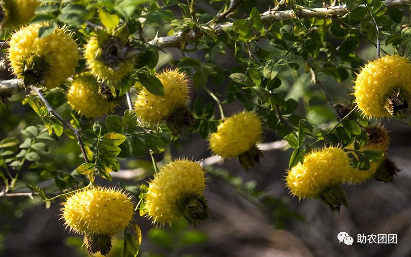 贵州助农团团最新视频,助农团团直播回放