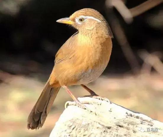 画眉鸟被压口的表现及样子,画眉雏鸟什么时候压口