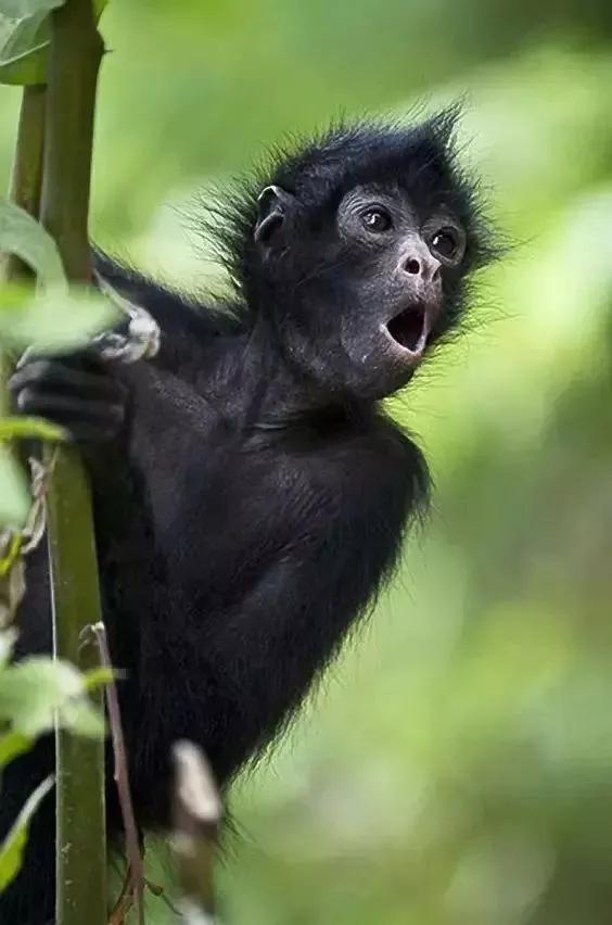 全世界总共有几种猴子,世界上最稀有的猴子是哪种猴子