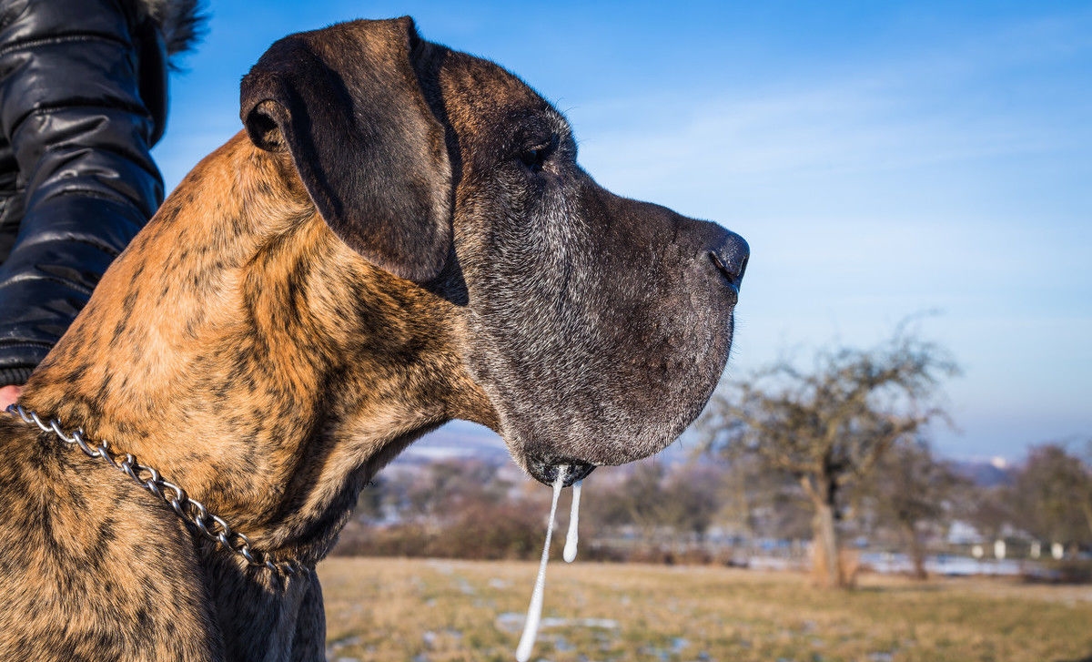 狗狗身上有软瘤子,狗狗的瘤会越来越大吗