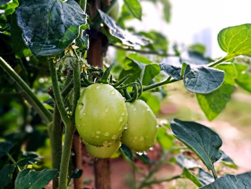 诗词鉴赏-频年学圃休相笑千古英雄亦荷锄，那些诗人种菜的诗词