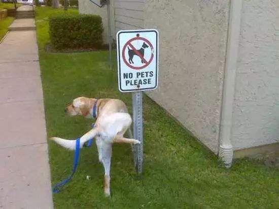 养狗后幸福感为什么爆棚,狗子绝育全过程