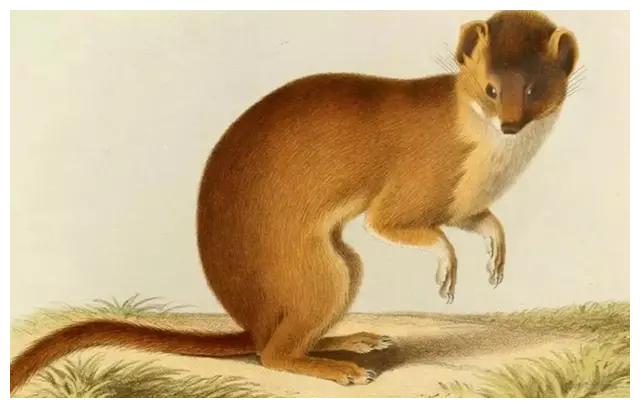 黄鼠狼是怎么打过来的,黄鼠狼为什么不敢打死呢