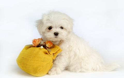 狗狗有泪痕要怎么可以彻底去除啊,狗狗泪痕怎么办