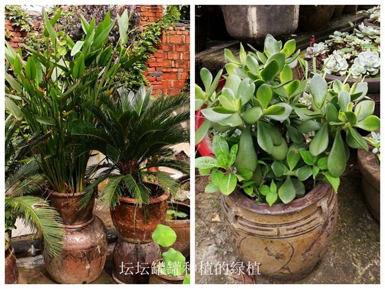 小容器种花草,别致花盆配什么花