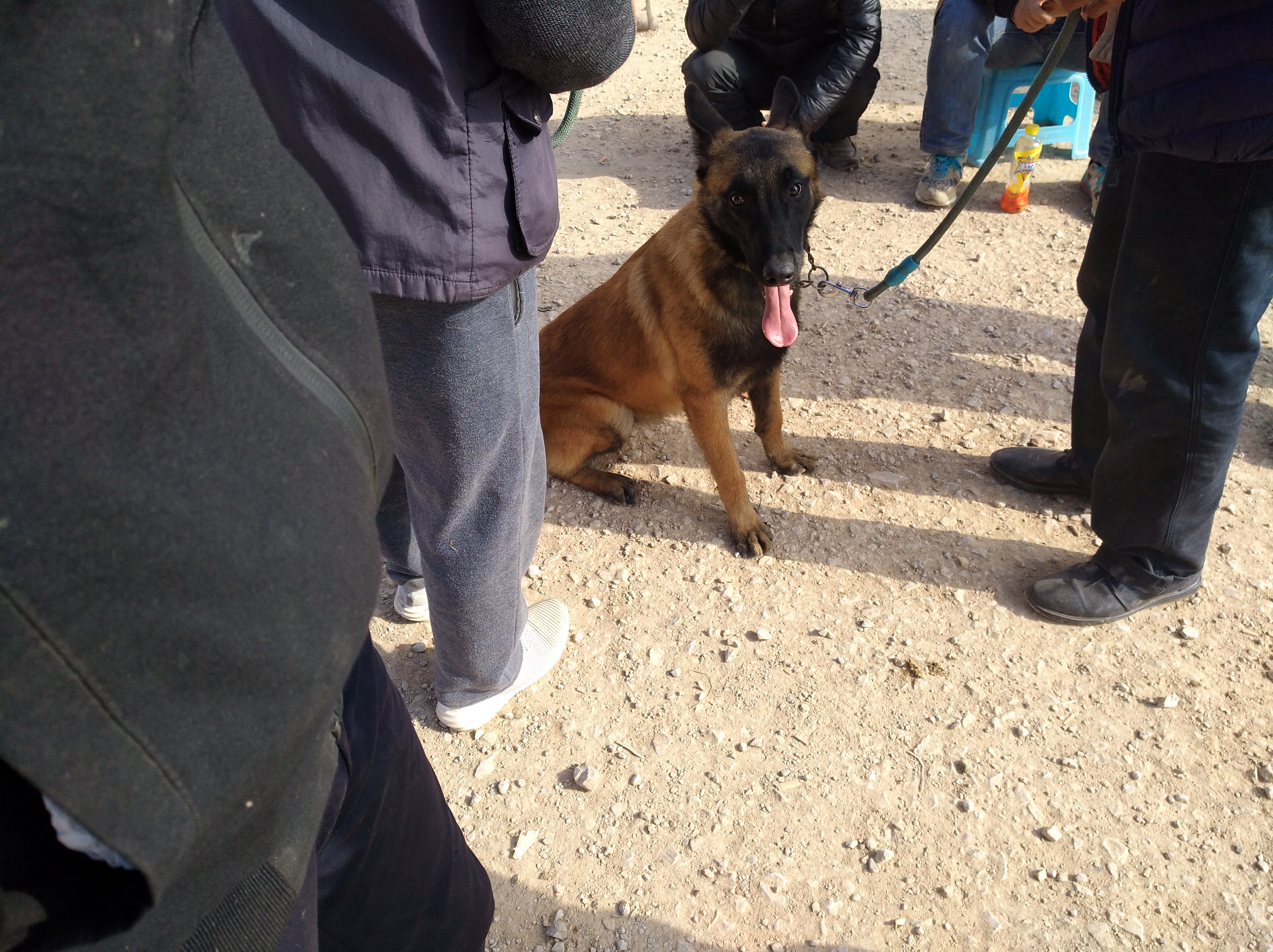 马犬必须得遛吗,刚会走路的小马犬