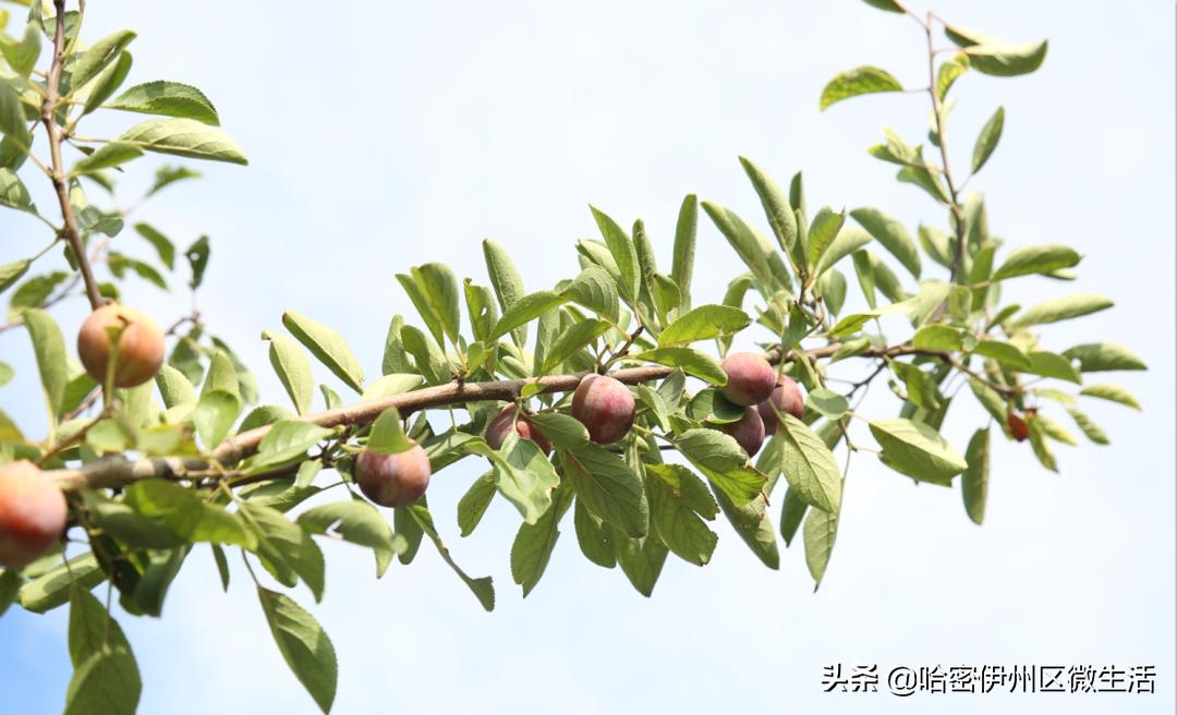 你好！我是一颗来自伊犁的西梅，这是我的名片