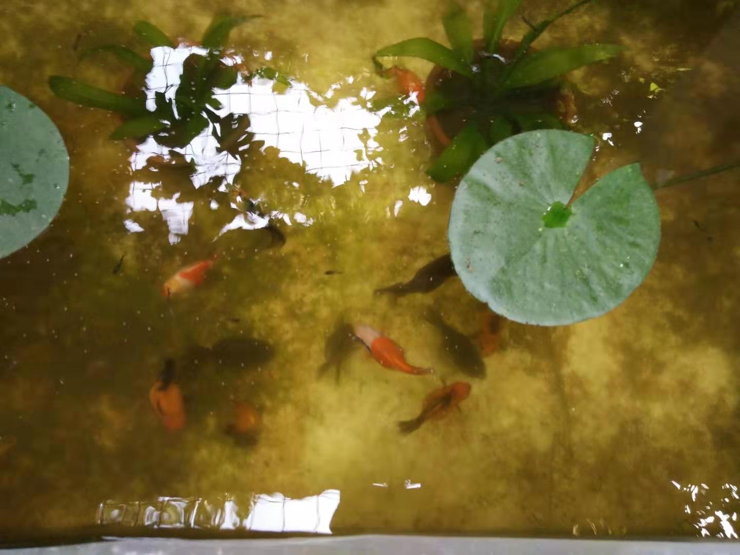 小鱼缸养金鱼的正确方法,想要养好小金鱼怎么办