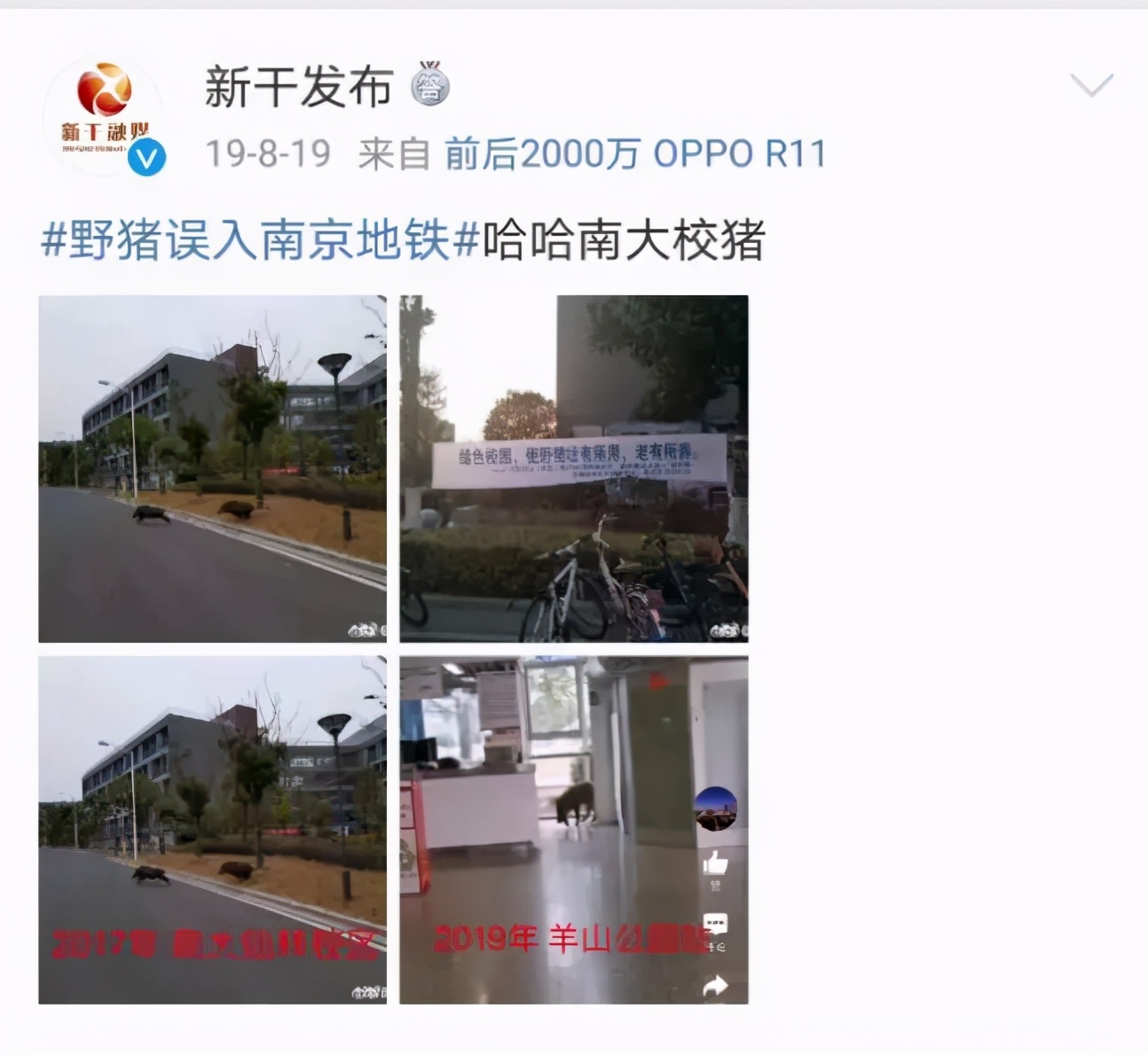 大象迁徙事件始末,大象迁徙为什么又回去了