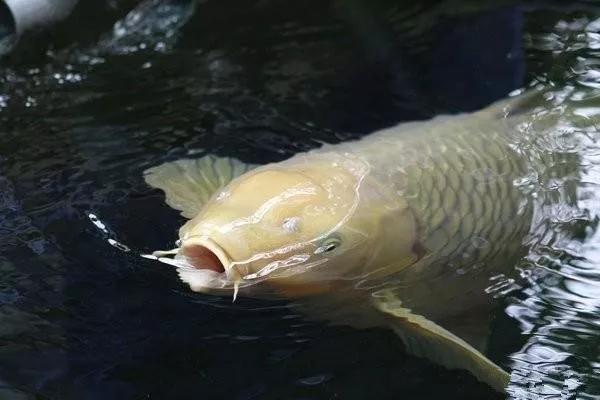 商铺顶露台怎么搭建不违法,顶楼露台改造鱼池