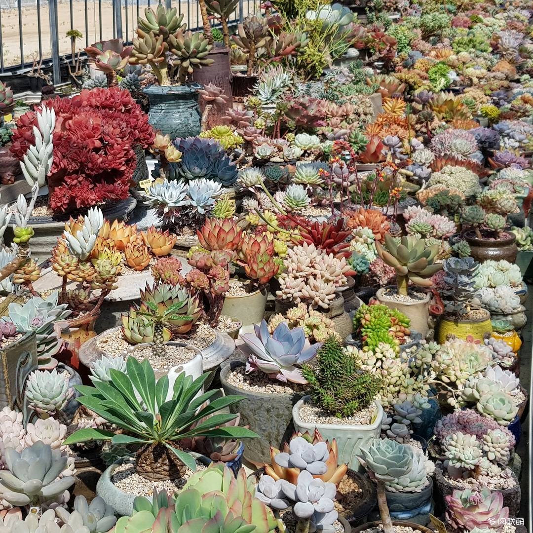韩国大棚多肉,肉叔带你走遍韩国多肉大棚