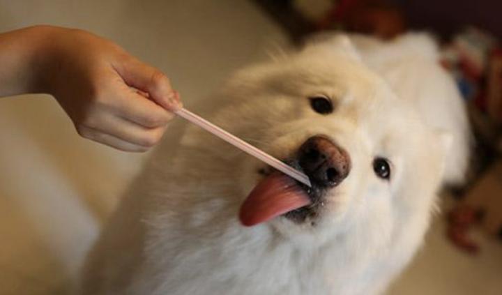 狗嘴有味有白沫是怎么回事,给狗洗澡后为何有腥味