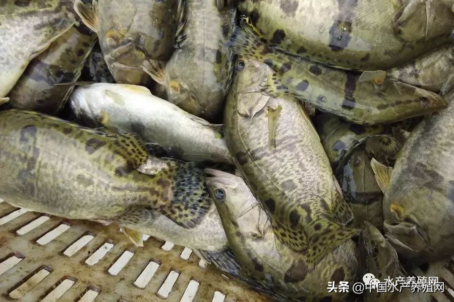 跟风导致价格大起大落，这恶果不好吃！存量逐渐消耗，养殖户惜售，大养之年，近期鳜鱼渐渐走出低谷