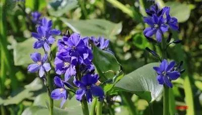 田间杂草认不清来看高清大图,常见田间杂草图片