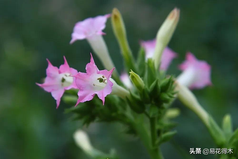 草烟跟香烟的区别,草烟是什么样子的