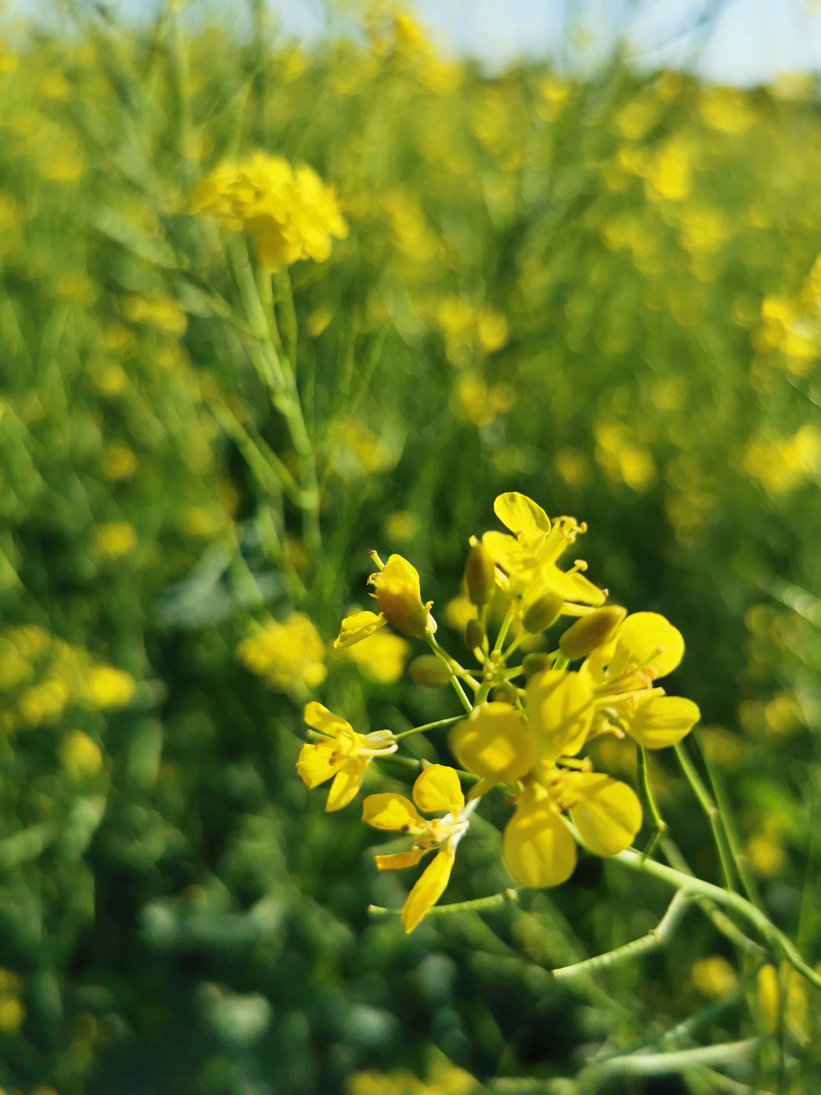 天津空港七彩花田清明有油菜花吗,今年空港七彩花田有油菜花吗