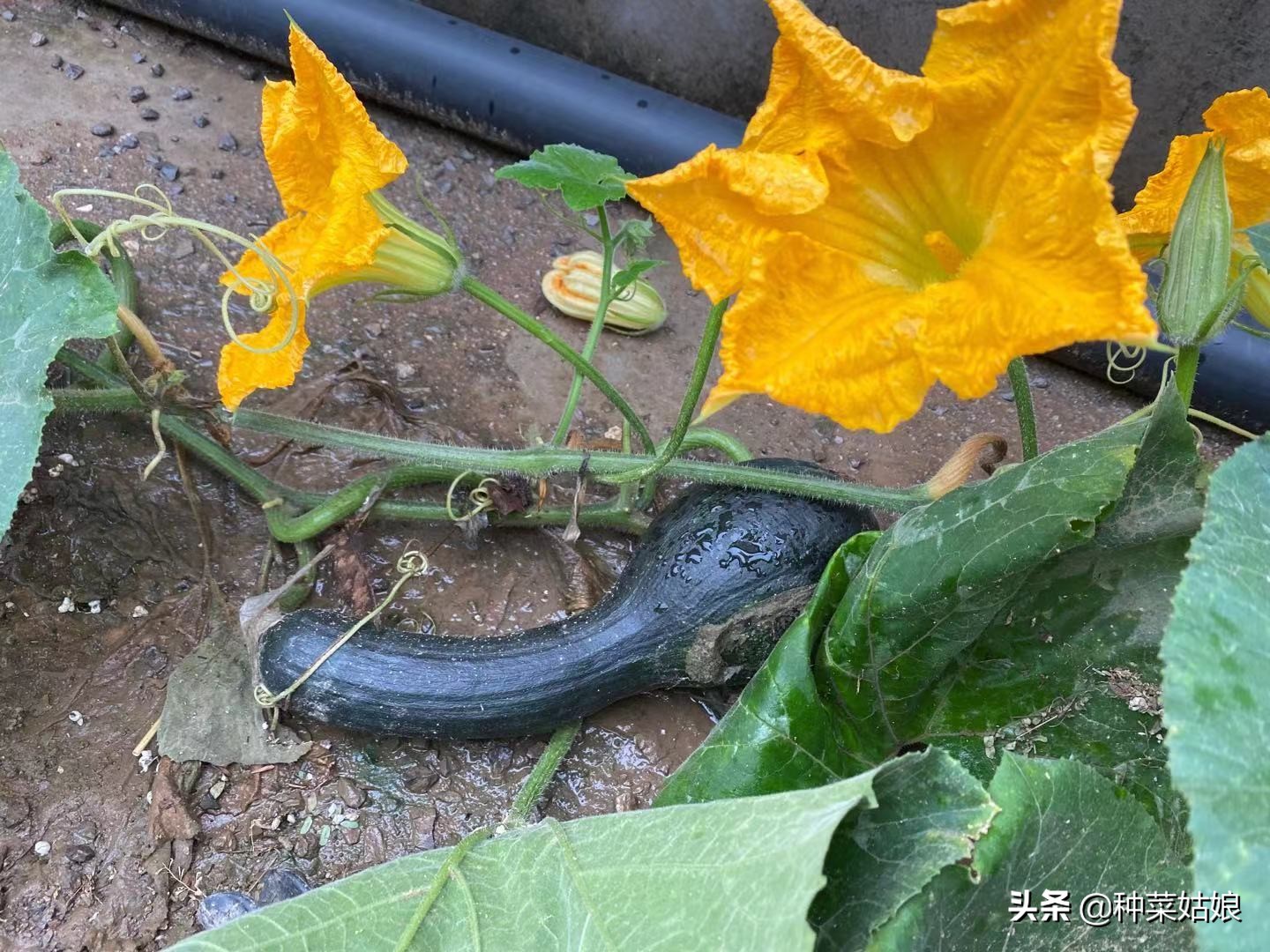 南瓜挂果的地方长侧枝该不该打掉,南瓜要怎么种才结瓜多