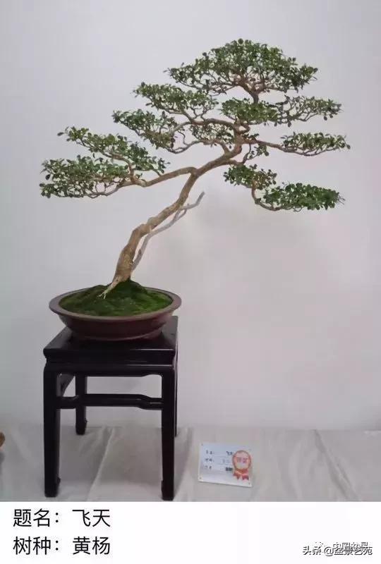 山东盆景艺术大师王桂华,金艳盆景精品欣赏