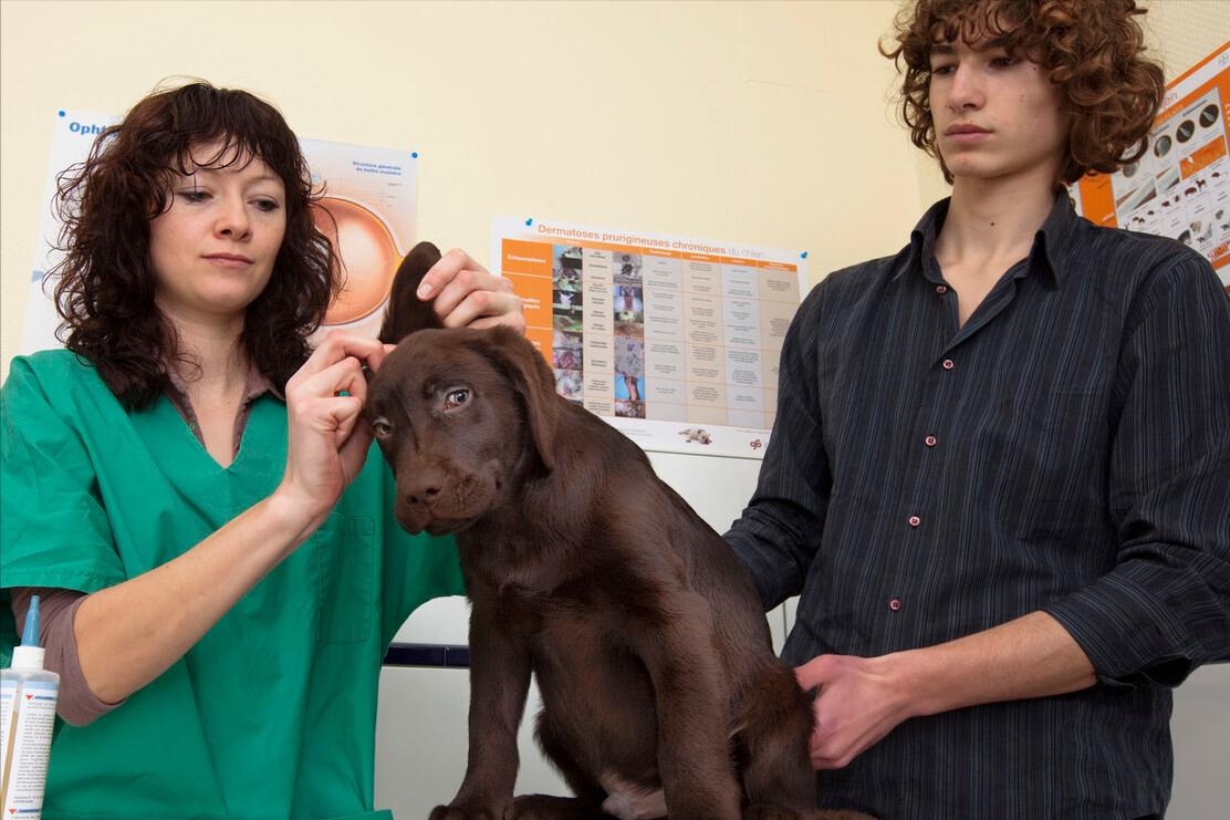 拉布拉多犬的串串多少钱一只,拉布拉多犬导盲犬多少钱一只