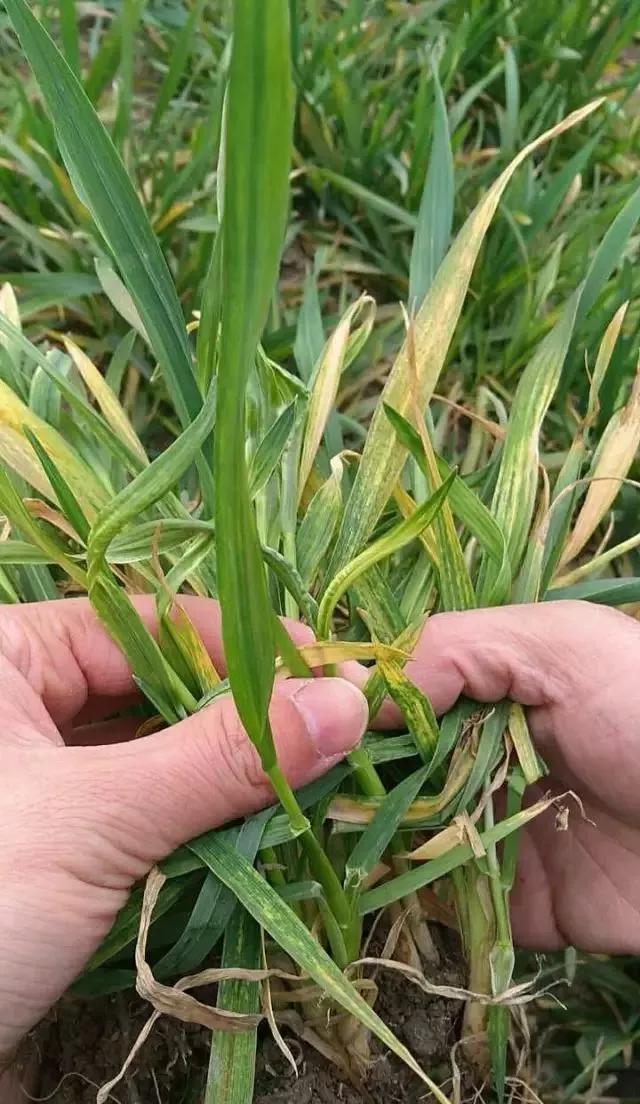 小麦缺肥发黄怎么办,小麦根发黄是什么病