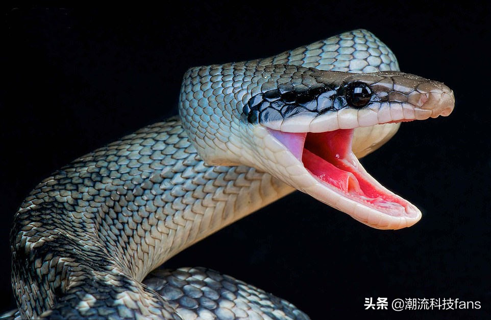 盘点那些美丽的动物,美丽且濒危的动物